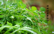 杂片—清明时节雨纷纷