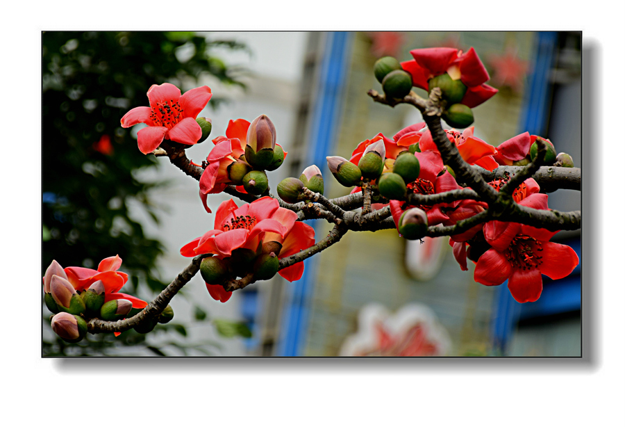 廣州的市花是什麼(廣州的市花是什麼花介紹)