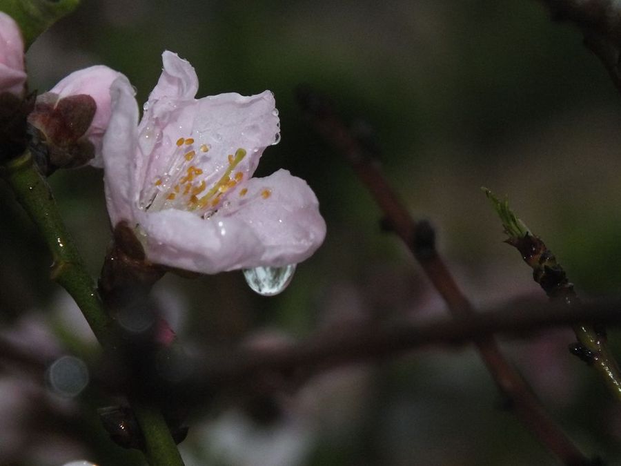 雨中桃花摄影图片图片