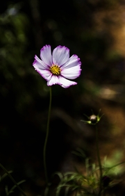 百花洲赏格桑花