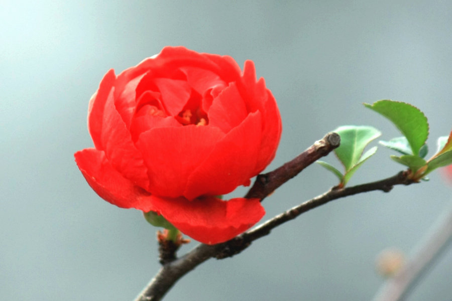 红色王子海棠图片