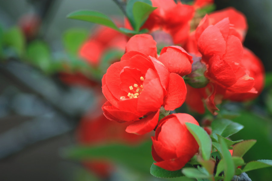 红色王子海棠图片