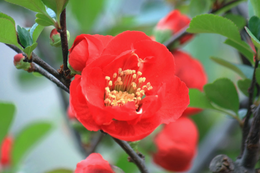 红花垂枝海棠图片图片