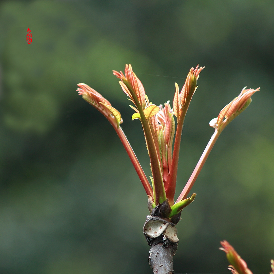 香椿芽——春天的祝福!