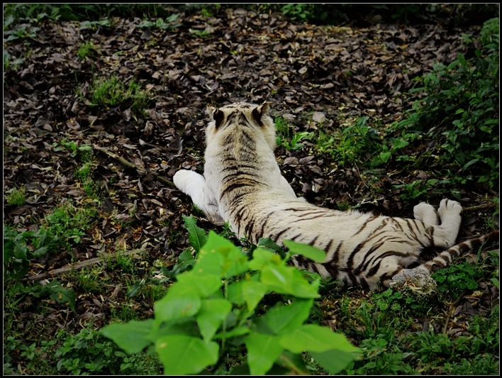 重慶永川野生動物園