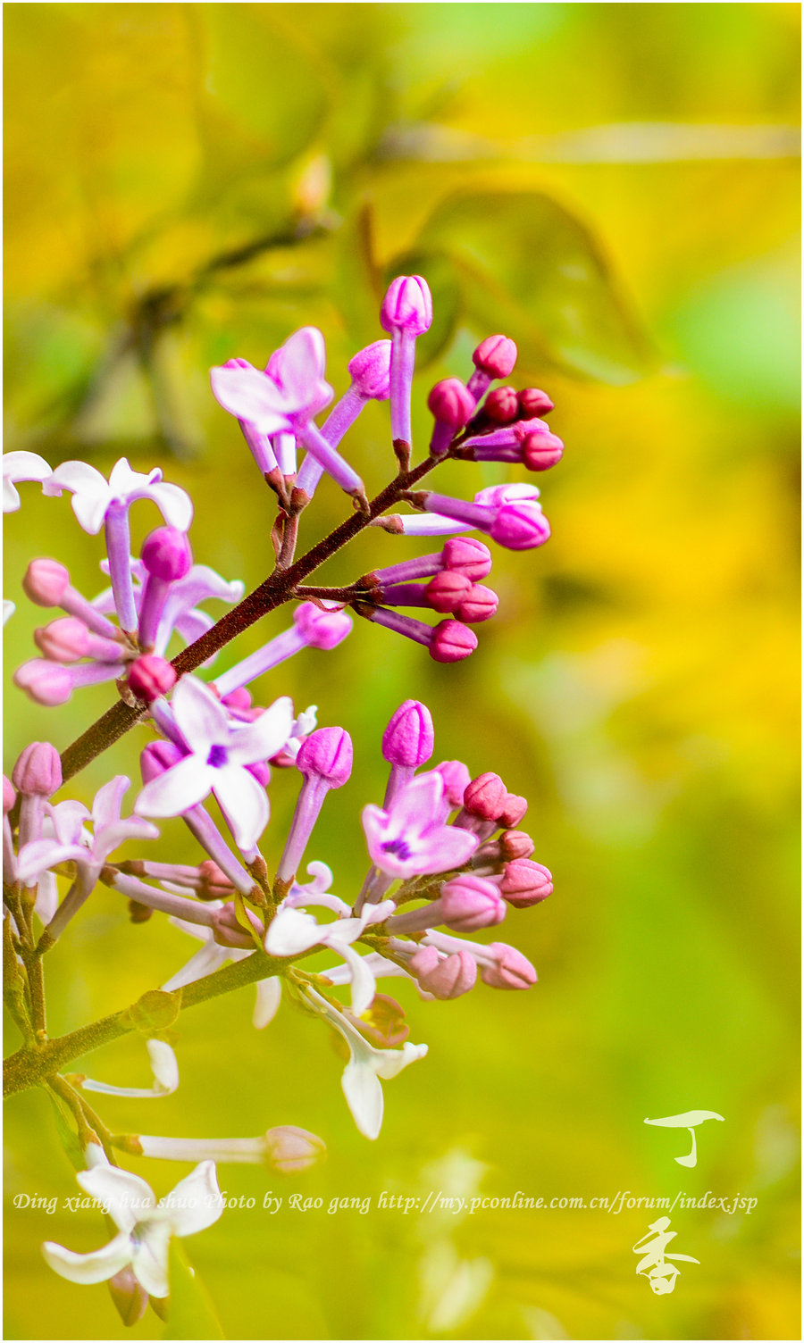 丁香花长什么样子图片(丁香花长什么样子图片 叶子)