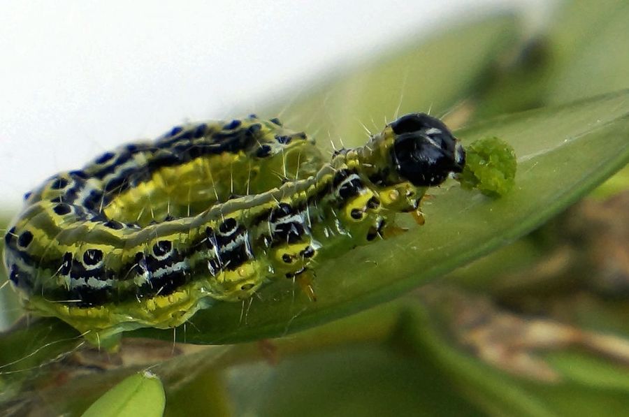 黄杨绢野螟幼虫图片图片