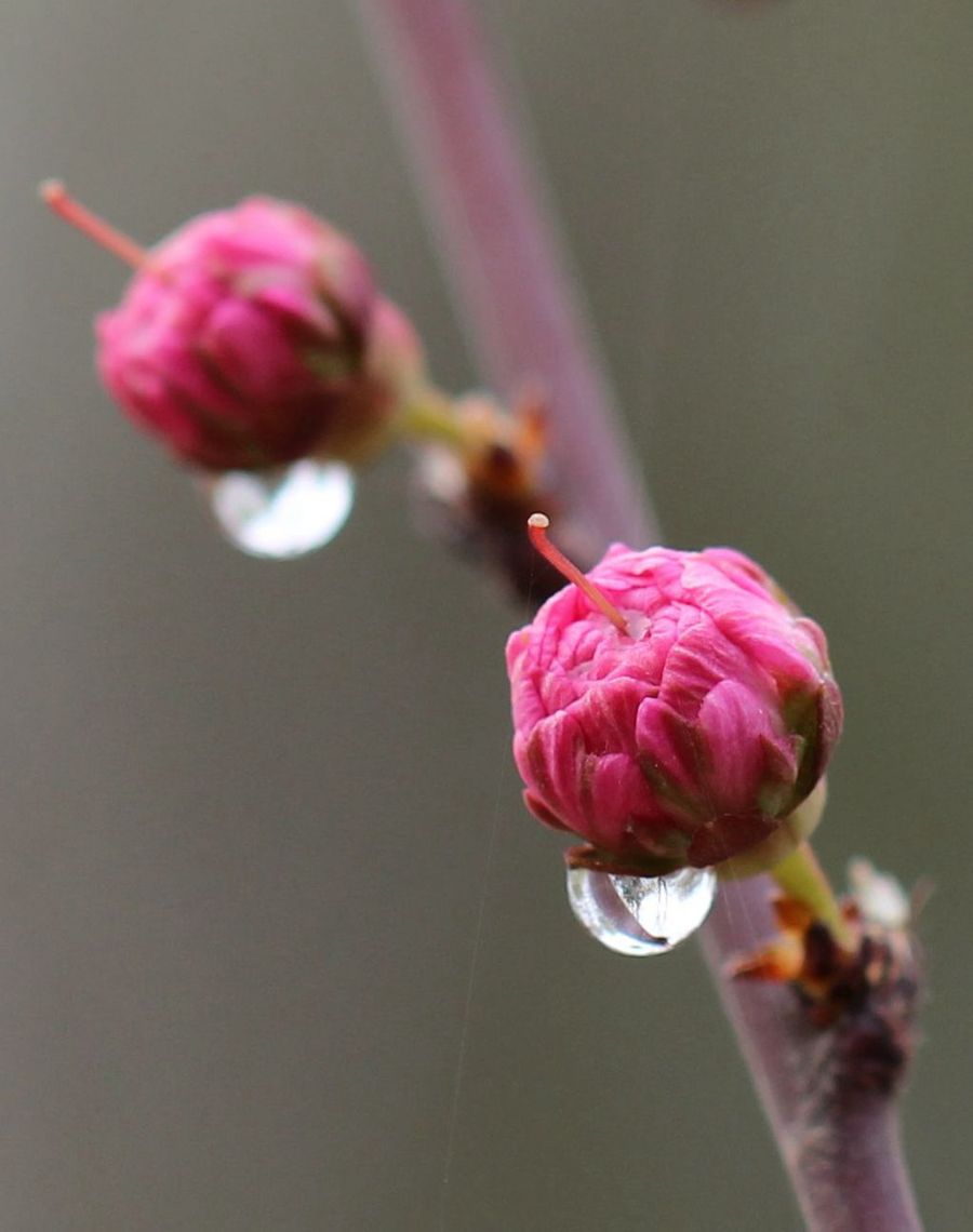 雨露滋润花朵艳