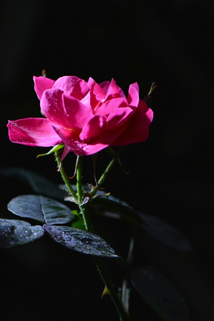 月季花图片大全大图高清(月季花图片大全大图高清唯美)