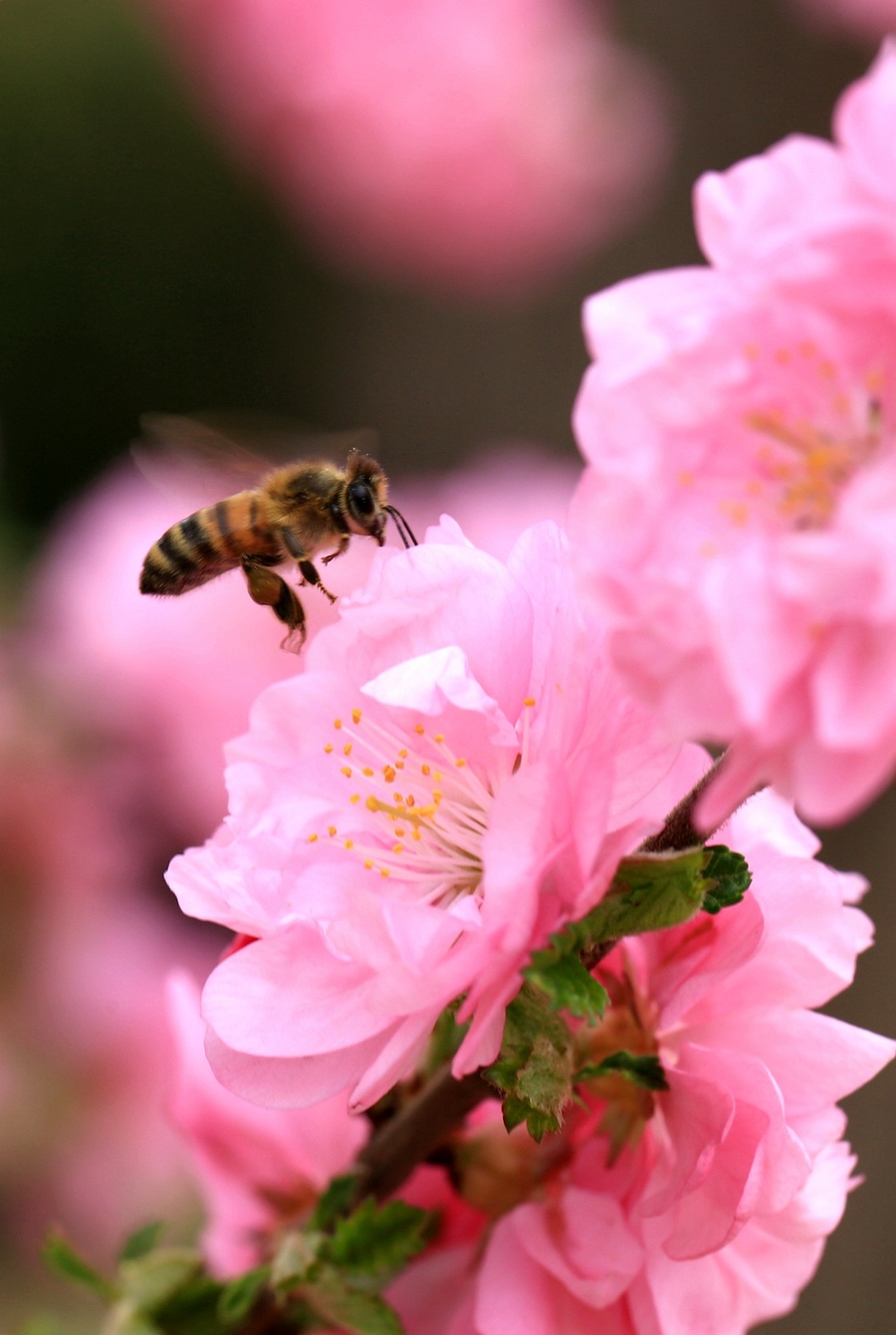 蜜蜂恋花图片大全图片