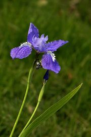 鳶尾花