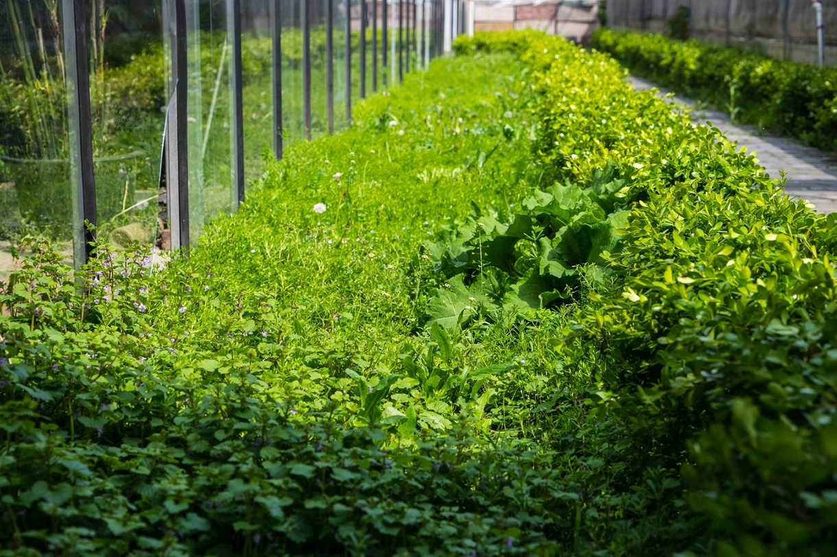 參觀益大本草園