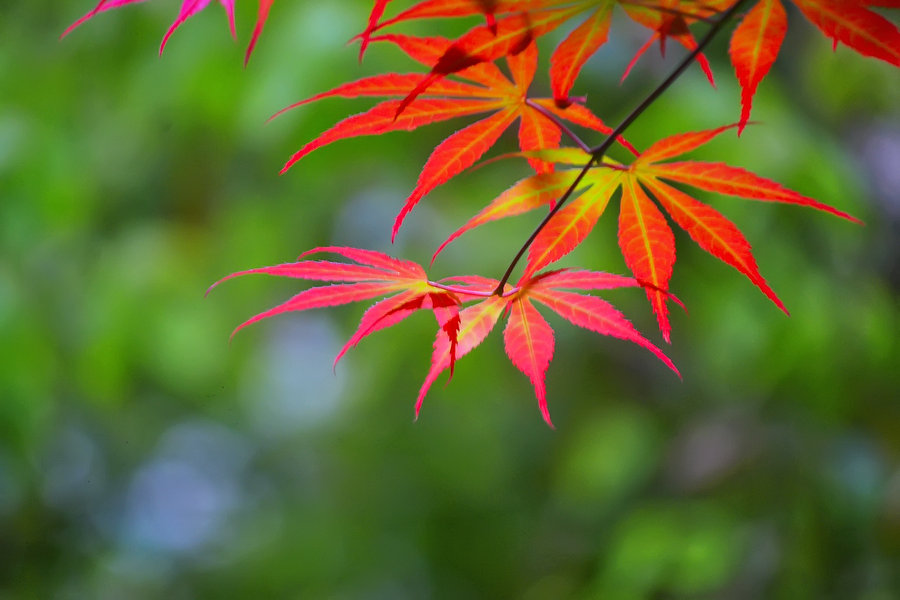 楓葉紅了