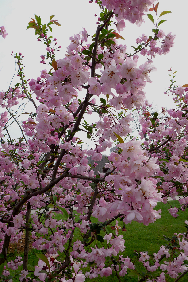 江城無處不飛花4——漢口江灘