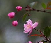 海棠花一组