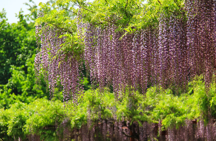 紫藤花蔓