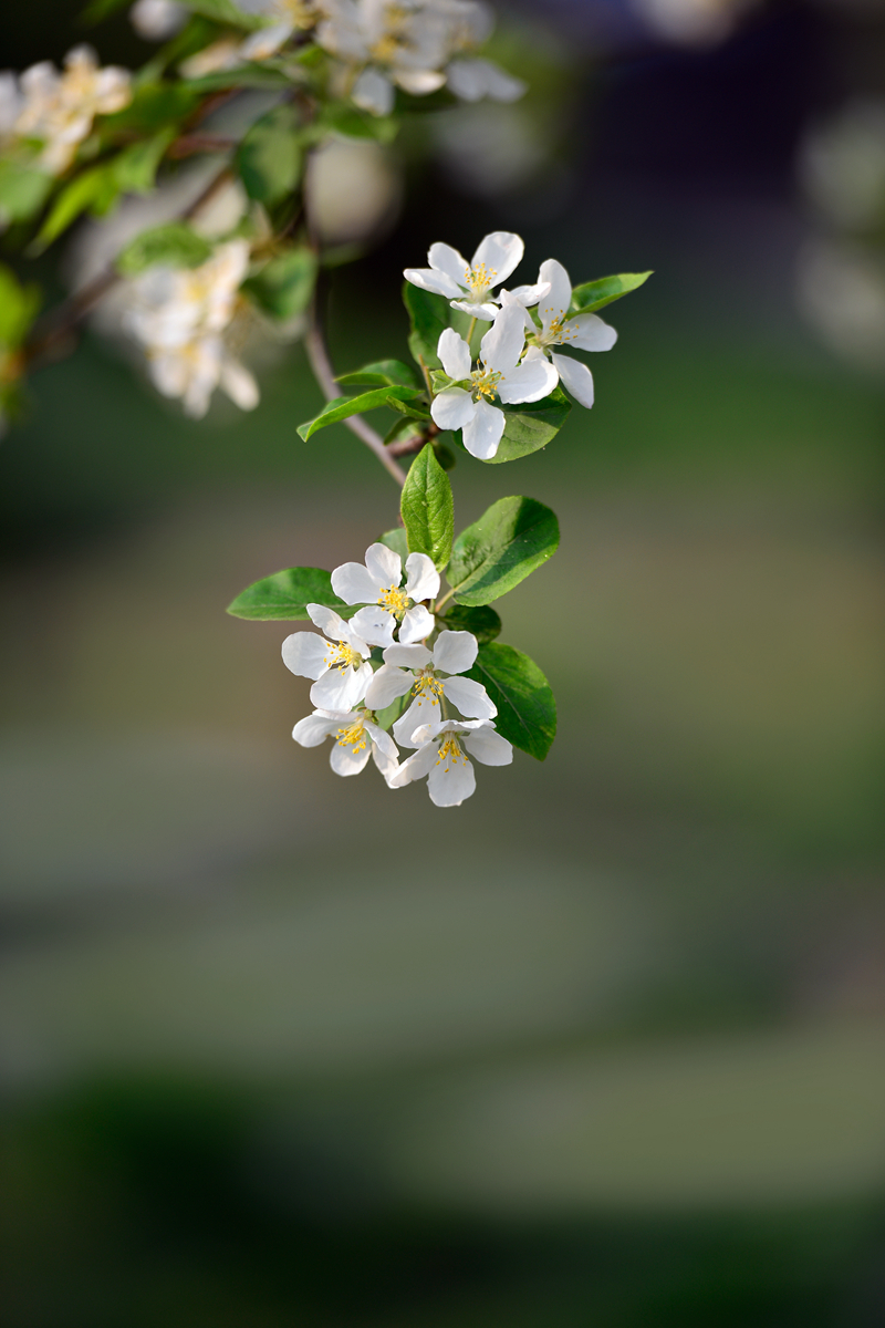 苹果花 《二》