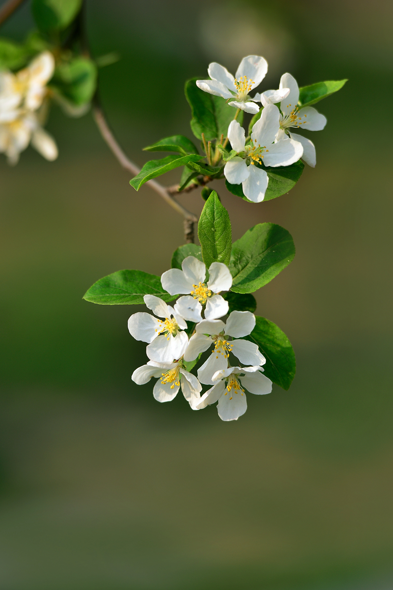 苹果花 《二》