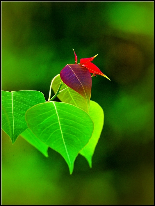 最美罕见红花绿叶图片图片