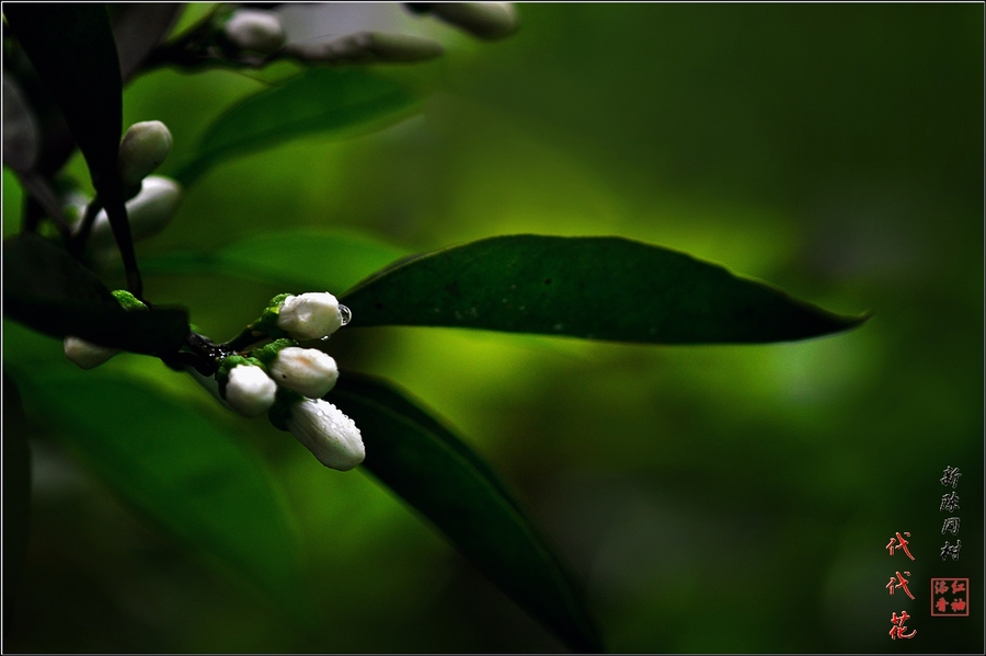 新陈同树代代花