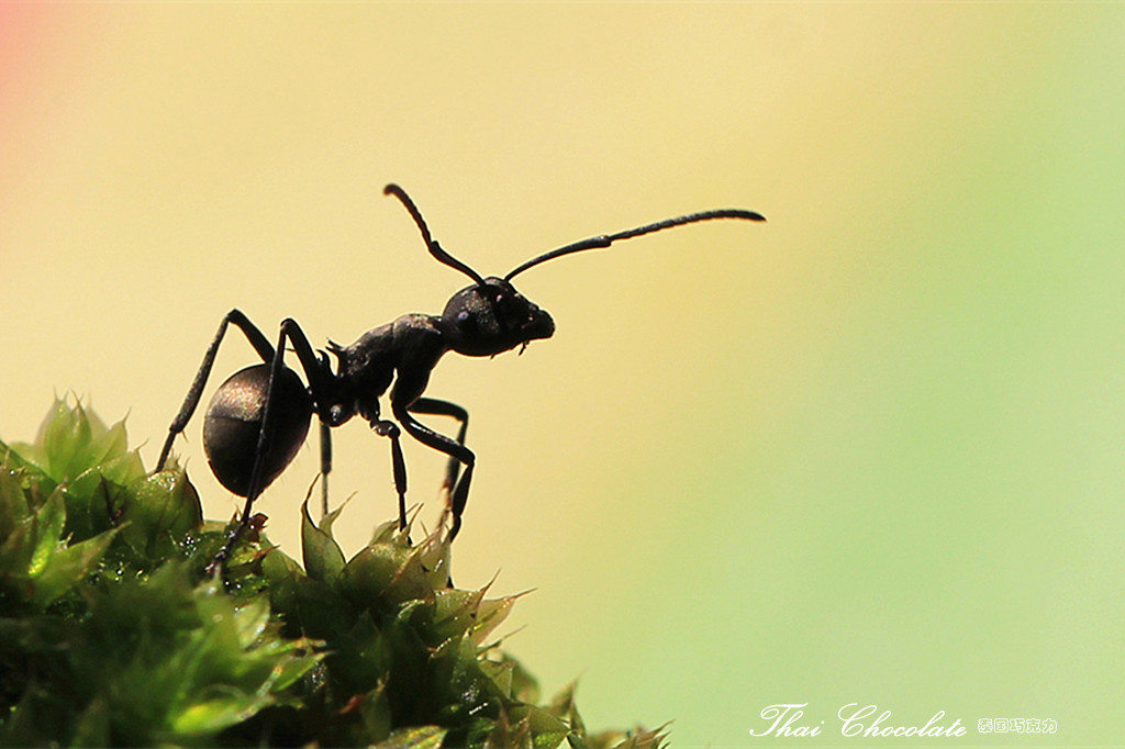 蚂蚁的剪影(佳能60d)