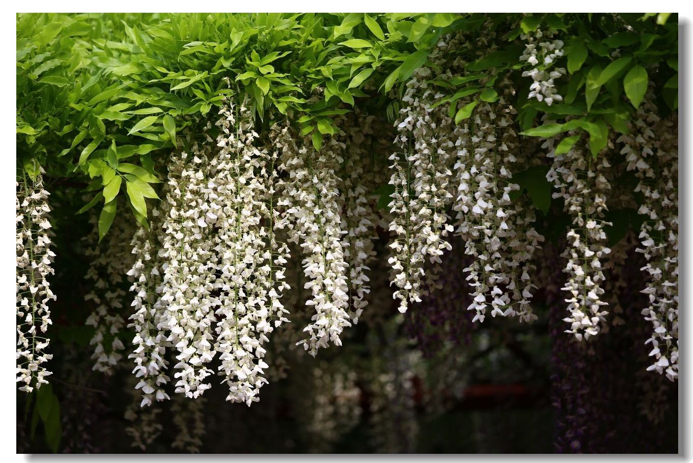 藤花紫蒙茸,藤叶青扶疏