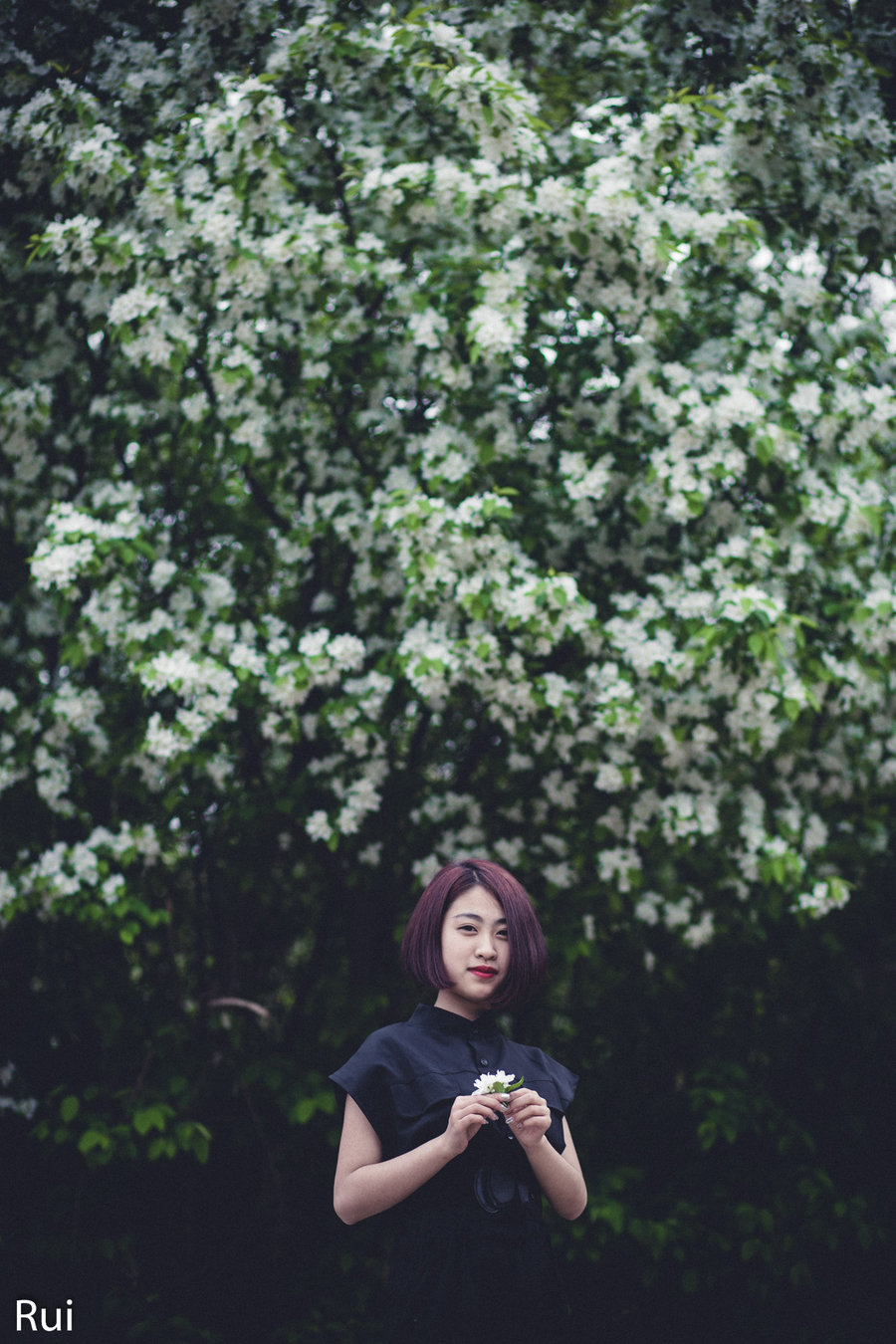 梨花带雨图片女人图片