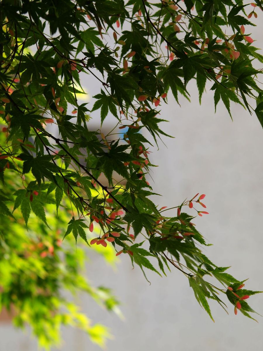糿