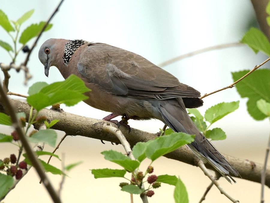 珠項斑鳩