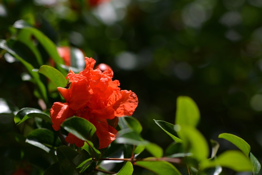 一組火紅的石榴花祝d7100論壇越辦越興旺