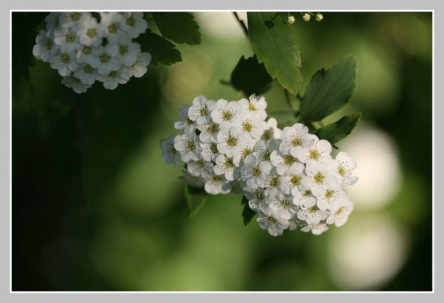 掛滿珍珠的花樹—珍珠線秀菊