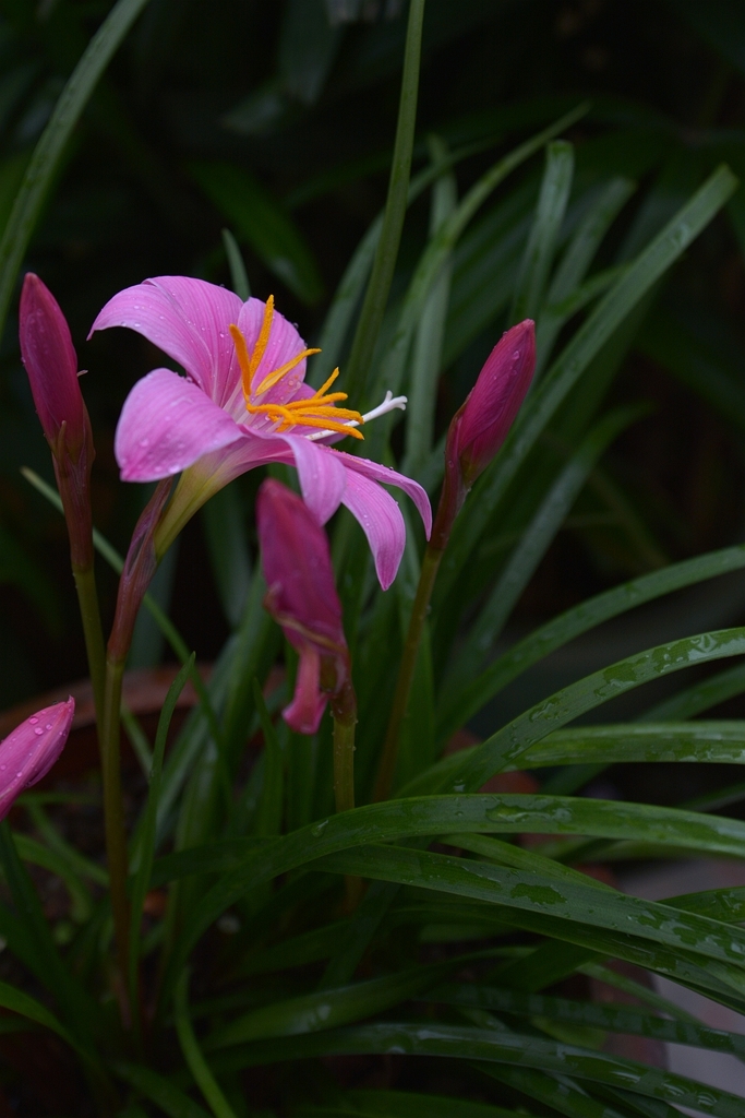 兰草花