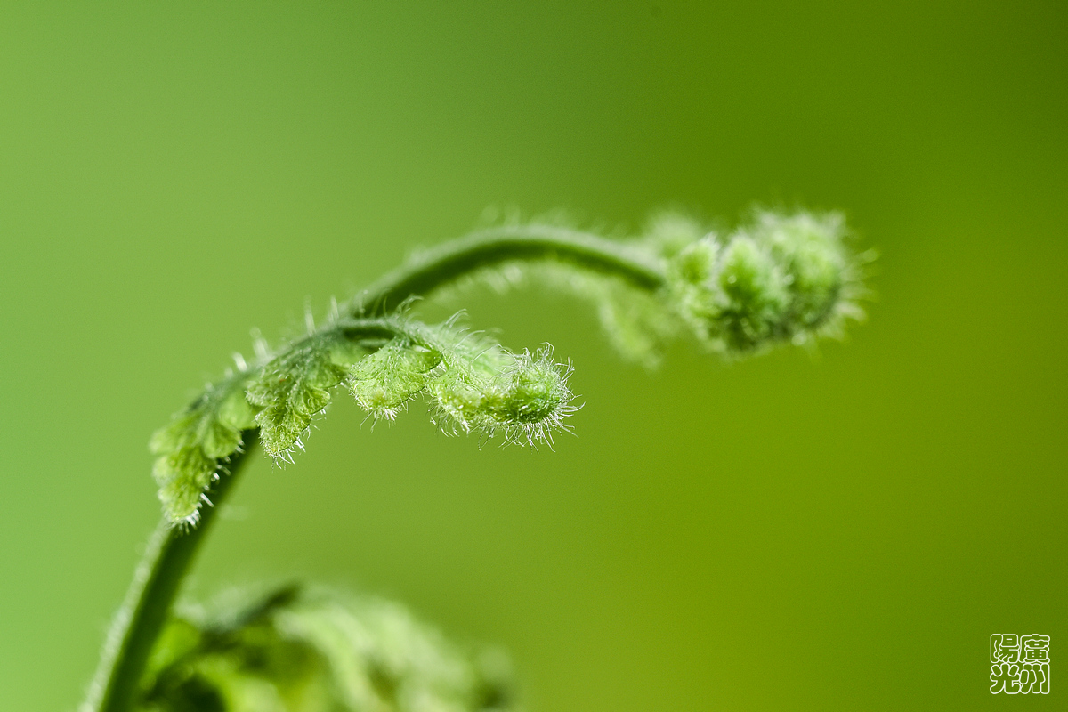 《在家拍小草》