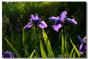 一组蓝紫色鸢尾花（续一）