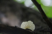 ████  腐朽处有新生  ████  又到了南方的雨季，是拍小蘑菇的好时候。