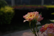 ¼ʺ
