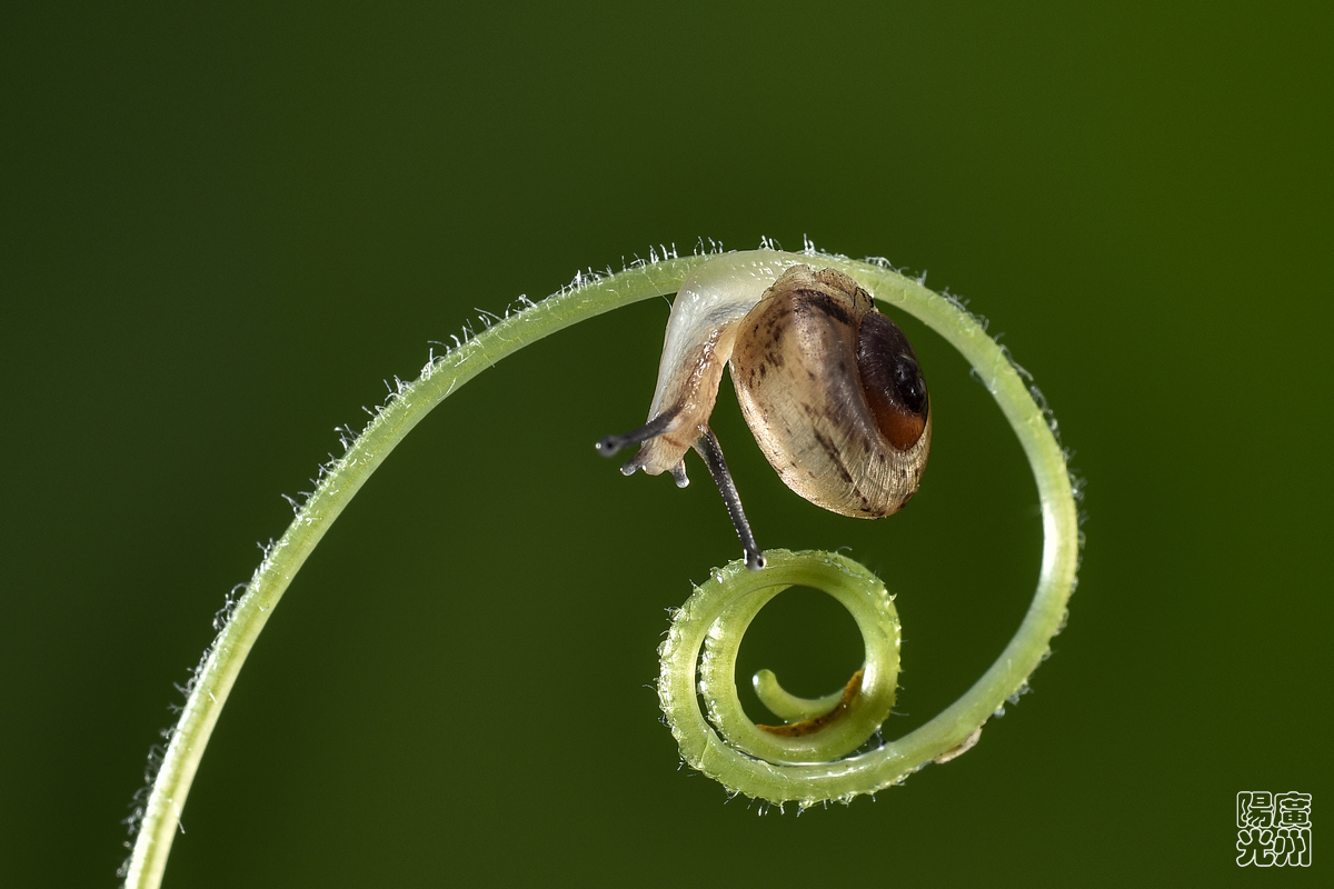 【《小蜗牛》2摄影图片】生态摄影