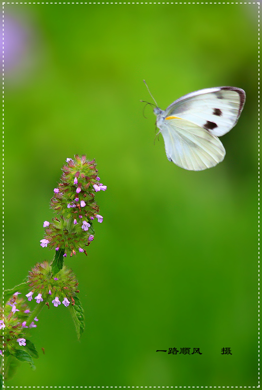粉蝶的简介和图片图片