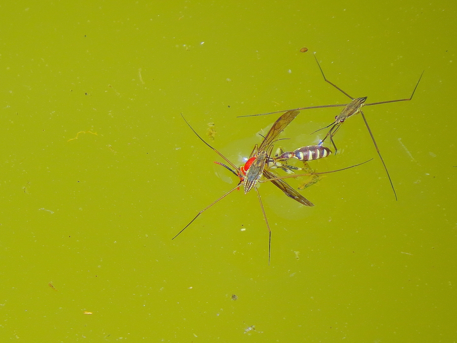 中国常见水生昆虫图片