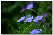幽幽的蓝色小花