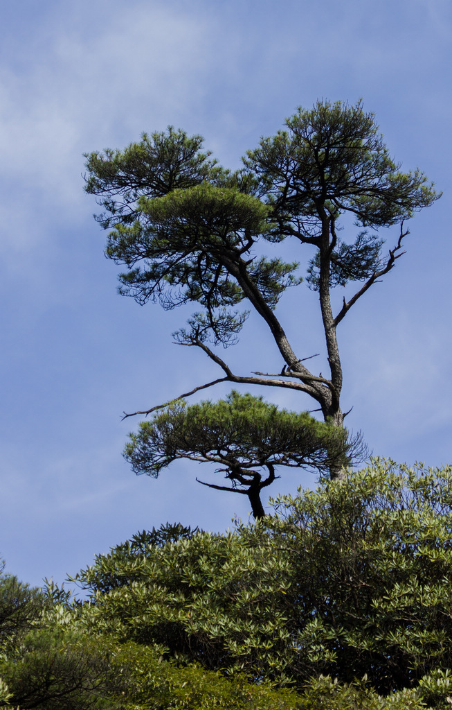 三清山奇松