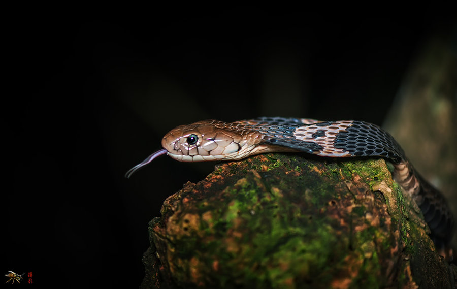 夜间生态摄影——眼镜蛇行动