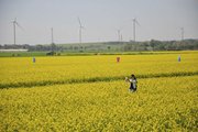 那一片油菜花海