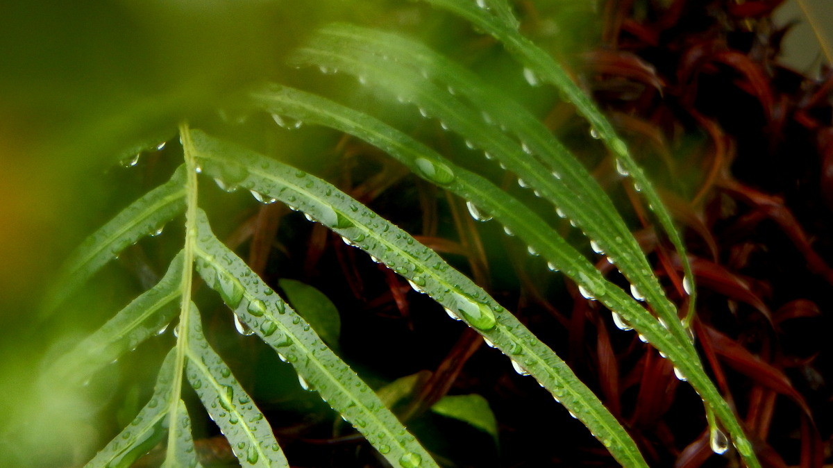 三月小雨图片大全图片