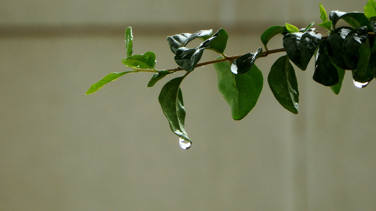 三月小雨图片大全图片