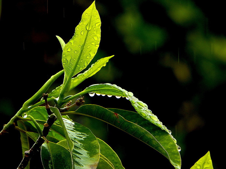 三月里的小雨