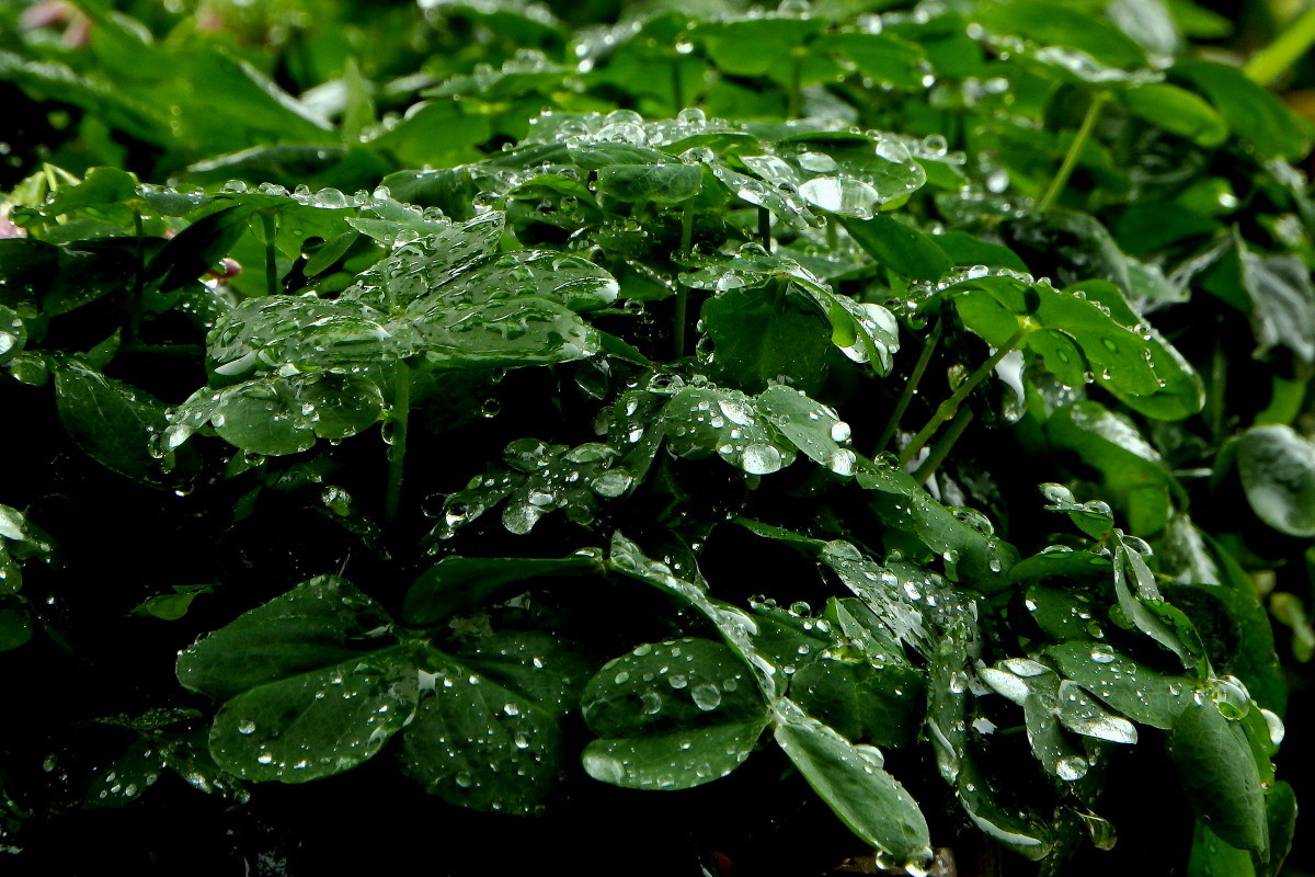 三月雨图片大全 壁纸图片