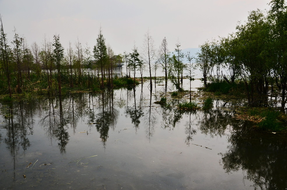 大理古城東,洱海西岸,白族世代打魚為生,才村毗鄰洱海一面為洱海溼地