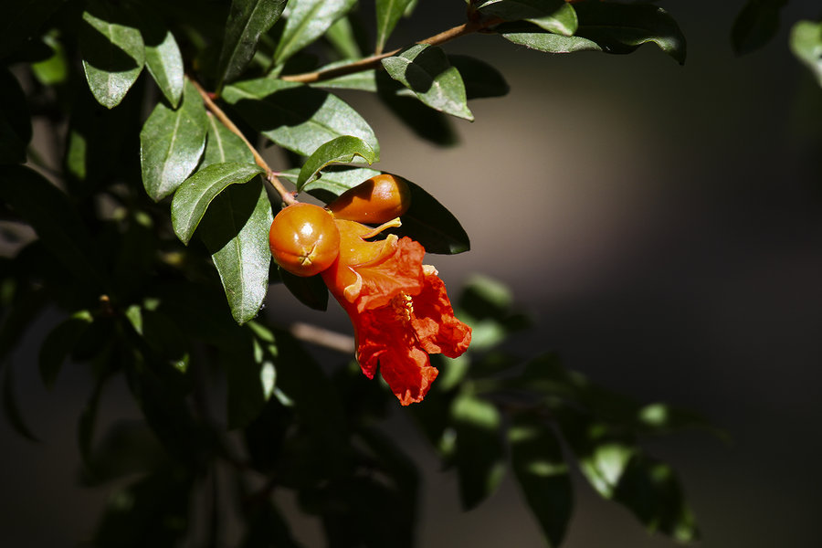 石榴花