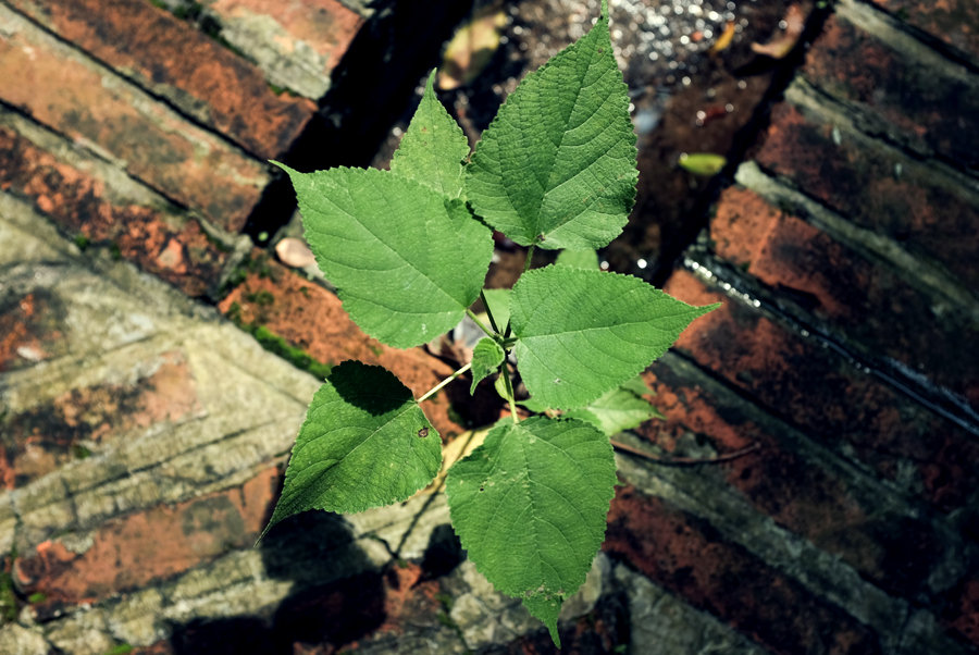 x100tȻĻȺŹ̫......
